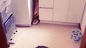 Un robot attaque un chien