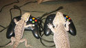 Lézards gamers