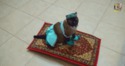 Princesse chat sur son tapis volant
