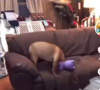 Bon c’est vrai des fois il beugle pas 