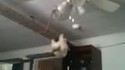 Spider-Cat 2