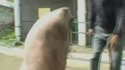 Cochon sur deux pattes