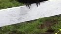 Un corbeau blessé avec des épines de porc-épic demande de l'aide