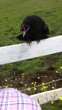 Un corbeau blessé avec des épines de porc-épic demande de l'aide