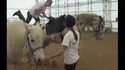 Cheval qui n'aime pas se faire monter