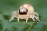 Bébé araignée