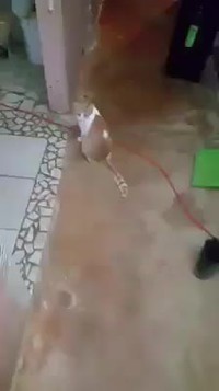 Demande au chat