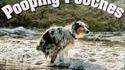 Calendrier des chiens qui chient