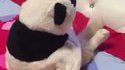 Un panda?