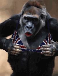 HotHot monkey