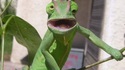Derp caméléon