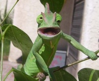 Derp caméléon