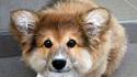 Un corgi kro meugnon