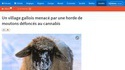  Un village gallois menacé par une horde de moutons défoncés au cannabis (titre RTBF)