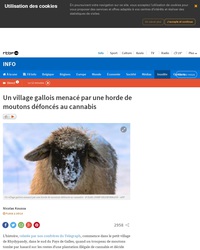 Un village gallois menacé par une horde de moutons défoncés au cannabis (titre RTBF)