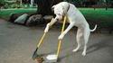 Chien propre