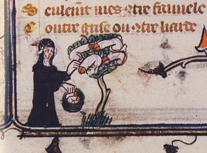 Une vegan faisant pousser des dildo bio-éco-responsables - France, XIIIe siècle