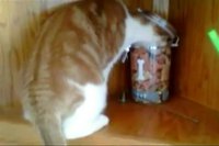 Chat voleur