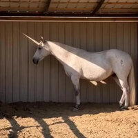 Licorne