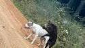 Kan on te dit que ton chien est laid