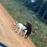 Kan on te dit que ton chien est laid