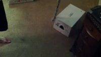 Tank Cat