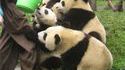 Pandas affamés