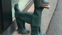 Chien breton