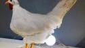 une poulampe