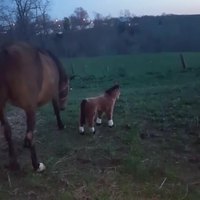 Faire adopter un poulain par une jument