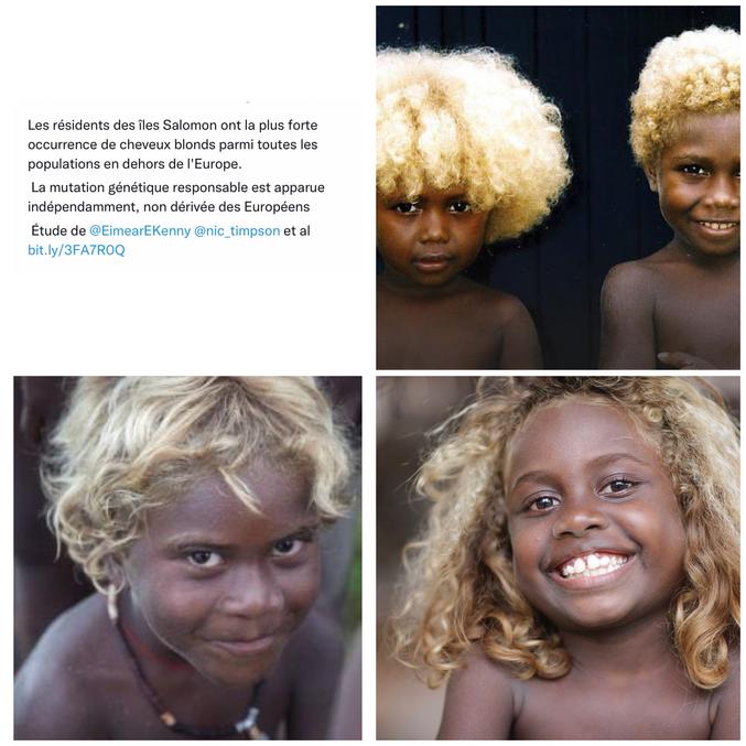 En général, la couleur des cheveux et de la peau est plus sombre près de l'équateur, là où les gens sont plus exposés au rayonnement ultraviolet. Les habitants des îles Salomon et d'Océanie Equatoriale dérogent en partie à cette règle. S'ils ont une peau très pigmentée, la plus sombre hors d'Afrique, environ 5 à 10 pourcent d'entre eux ont des cheveux blonds. Ce qui fait que cette population a la plus forte prévalence de blonds en dehors de l'Europe selon les scientifiques de l'École de médecine de l'Université de Stanford qui ont étudié cette particularité.

Une des explications couramment donné pour explique ce nombre important de blonds est le métissage : les explorateurs européens et les commerçants qui naviguent depuis plusieurs siècles dans cette région auraient laissé un trace génétique de leur passage. Pour les mélanésiens la couleur de leurs cheveux s'expliquent par l'exposition au soleil ou la nourriture riche en poissons. Mais les résultats de l'étude publiée dans la revue Science invalident toutes ces hypothèses.

Les chercheurs ont comparé les génomes de 43 blonds et de 42 bruns des îles Salomon dans une étude d'association sur génome entier. En termes d'études génétiques, l'analyse était simple, mais la collecte des données et échantillons de sang, accomplie en 2009, a été plus difficile. Une grande partie des îles Salomon est difficile d'accès, sans route ni électricité ou téléphone. C'est aussi l'une des nations où règne une grande diversité linguistique, avec des dizaines de langues parlées.

Après quelques péripéties, les scientifiques ont tout de même réuni suffisamment d'échantillons pour mener à bien leur recherche. Ils ont ainsi pu identifier une mutation dans le gène TYRP1 qui semble responsable de la blondeur des cheveux. Les auteurs ont analysé ce gène déjà connu pour être associé à la pigmentation auprès de 941 individus supplémentaires du monde entier. Ils rapportent que cette mutation n'existe pas en dehors de l'Océanie et ne semble pas être venue d'Europe. " C'est l'un des plus beaux exemples à ce jour de la cartographie d'un simple trait génétique chez les humains", a déclaré David Reich, professeur de génétique à l'Université Harvard, qui n'a pas participé à l'étude.