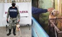 Le chien secouru le