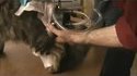 Les chats, source d'énergie du futur !