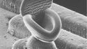 Toilettes microscopiques