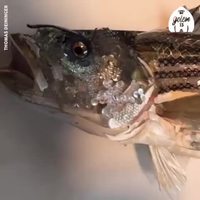 Assemblages en plastique de Thomas Deininger