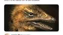 Des scientifiques ont accidentellement créé un poulet à tête de dinosaure