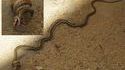 Serpent Vs serpent