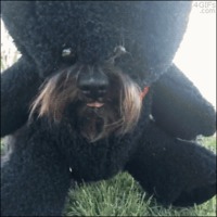 Transformer son chien en peluche
