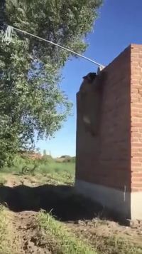 Le chien qui valait 3 milliards