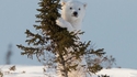 Apprendre à grimper aux arbres
