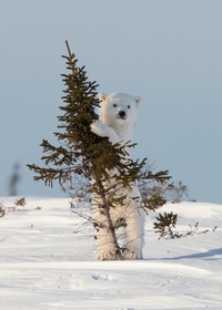 Apprendre à grimper aux arbres