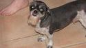 Chien barbu