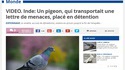 “Un pigeon, c'est plus con qu'un dauphin, d'accord... mais ça vole.”