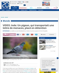 “Un pigeon, c'est plus con qu'un dauphin, d'accord... mais ça vole.”