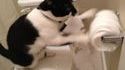 Chat aux toilettes