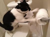 Chat aux toilettes