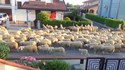 La haie du voisin