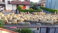 La haie du voisin