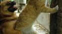 Comme chien et chat 4