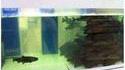 quand un poisson pete dans un aquarium...